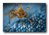 Obaveštenje o terminu izvođenja tretmana suzbijanja komaraca