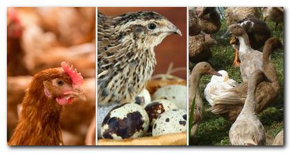 Obaveštenje za građane vezano za zarazu divljih ptica izazvano virusom H5N1