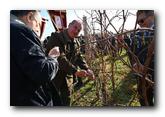 Banoštorski vinari tradicionalno obeleželili Svetog Trifuna