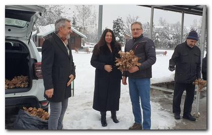 Podela besplatnih badnjaka u Beočinu